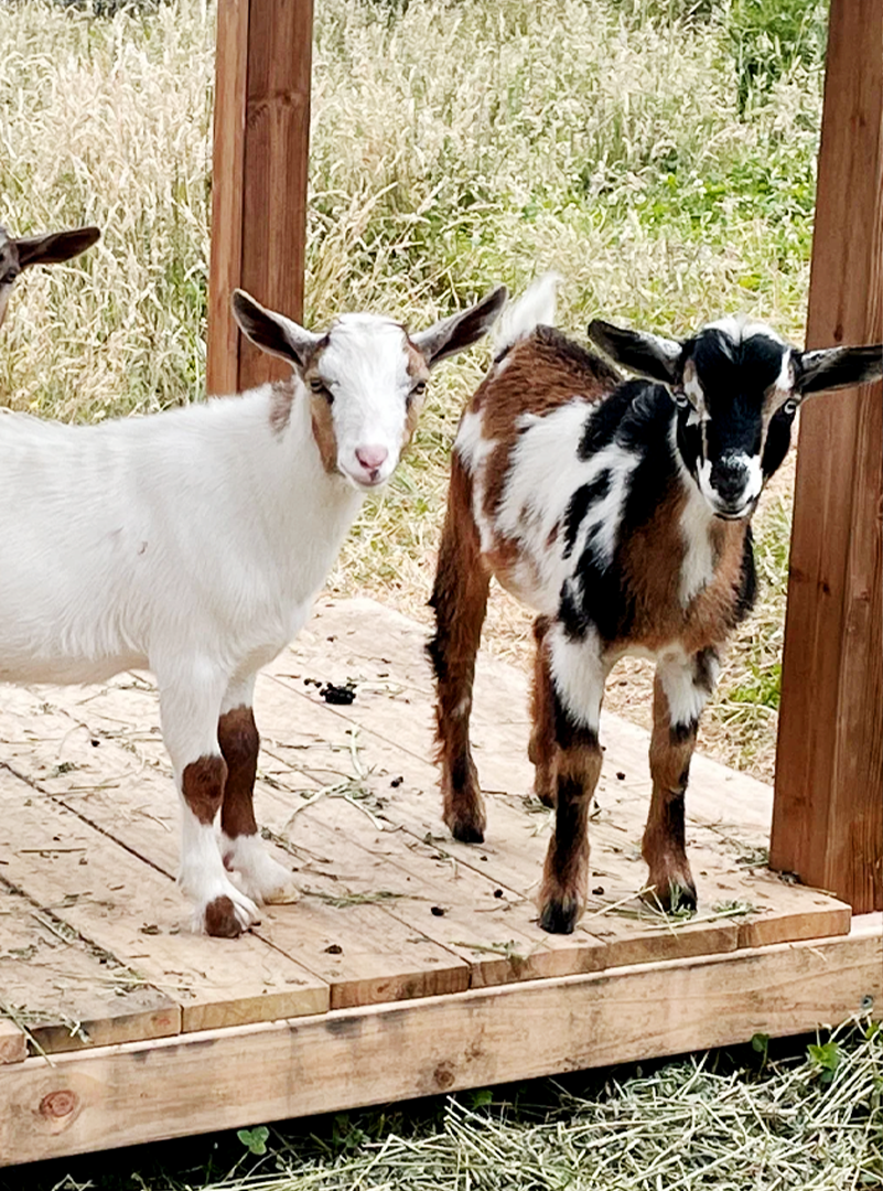 Bare Beauty Goat Milk Soap | 4.2 oz (120g)